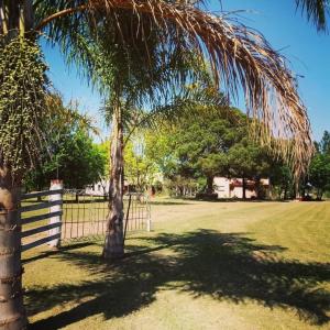 a palm tree in a field next to a fence at Posada La Maison D Agustine in Colón