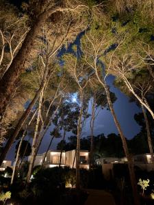 a group of trees with the moon in the sky at Apparemment à Radisson Blu Apartment Alhoceima Beach Access in Al Hoceïma +2 photos