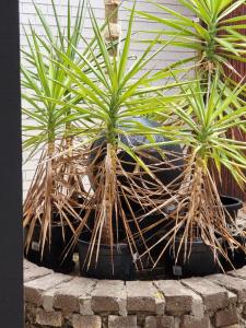 two potted plants sitting on top of a brick wall at Treasure in Karabah in Queanbeyan +1 photo