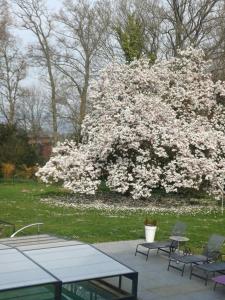 a tree with white flowers in a park with benches at B&B Chatelet Cremers in Verviers