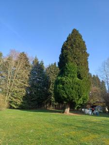 a large tree in the middle of a field at B&B Chatelet Cremers in Verviers