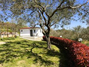 a tree in the grass next to a white building at Green view apartment in Koper