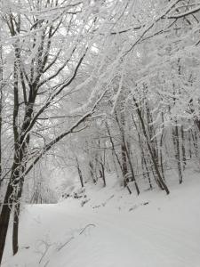 een met sneeuw bedekt bos met sneeuw bedekte bomen bij Ferienwohnung Am Eichenberg in Blankenburg