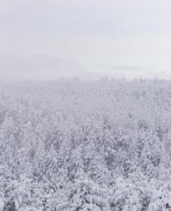 a snow covered hillside with trees covered in snow at Valdelinares 365 in Valdelinares +2 photos