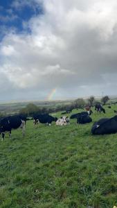a herd of cows grazing in a field with a rainbow at The Unplugged Snug in Kilkenny +1 photo