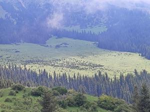 a view of a field of trees on a mountain at Zhyrgallaif in Darkan