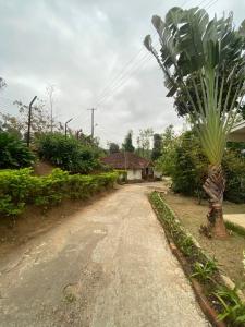 a palm tree on the side of a dirt road at Gope town mudigere in Mudigere