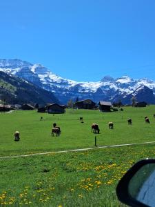 a herd of animals grazing in a field with mountains at Berna Signau Hab N3 Parking Naturaleza Terraza in Signau