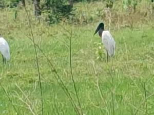 two birds standing in a field of grass at Casa de MaMa Bertha y Papacho in Rurrenabaque
