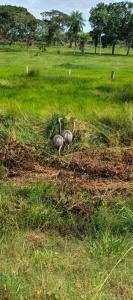 two birds walking in the grass in a field at Casa de MaMa Bertha y Papacho in Rurrenabaque