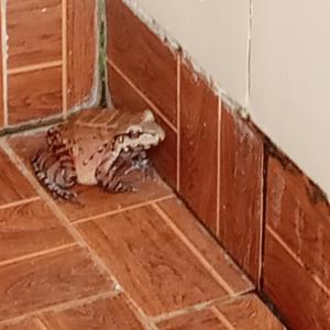 a dead animal on the floor of a room at Casa de MaMa Bertha y Papacho in Rurrenabaque +1 photo
