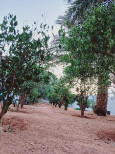 a row of trees in front of a body of water at Maison authentique in Bou Noura