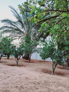a group of trees in a sandy area with water at Maison authentique in Bou Noura