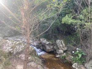 a tree standing next to a stream of water at Serenella in Olbia