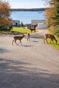 a group of deer walking across a road at Cozy Coastal Hideaway with Harbor Views in Tremont