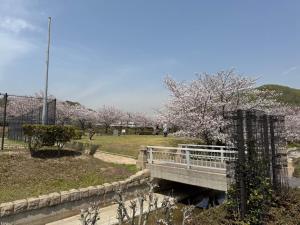 eine Brücke über einen Fluss mit Kirschbäumen in einem Park in der Unterkunft Kaze Box in Kasaoka + 56 Fotos