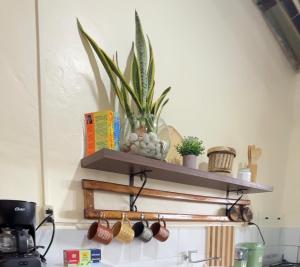 a kitchen with a shelf on the wall with a plant at Casa independiente in Puerto Ayora +2 photos