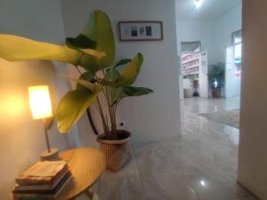 a potted plant sitting on a table next to a lamp at Pachamic House in Guayaquil