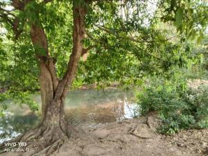 a tree in front of a body of water at New Olina Gest and Restaurant in Wellawaya +1 photo