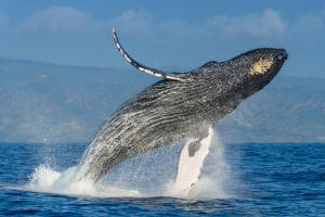 a humpback whale jumping out of the water at Four Seasons Resort Maui at Wailea in Wailea