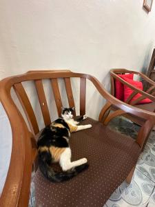 a cat is sitting on a wooden chair at Sk Phuket Old Town in Phuket