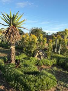 a palm tree in the middle of a field at The Cabin at Skyfall Country Estate in Polokwane +13 photos