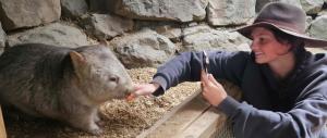 a woman feeding a hippo at a zoo at Fauna Australia Wildlife Experience in Lavers Hill +2 photos