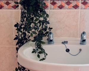 a bathroom sink with a potted plant on it at Bracken Cottage in Killean +32 photos