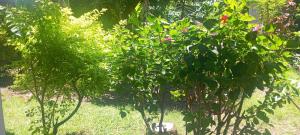 a group of trees in a yard with grass at Bungalow Frédéric in Hell-Ville +7 photos