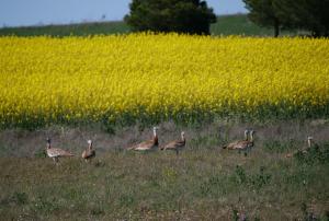 a group of geese walking in a field at La casa de tus sueños in Villalpando