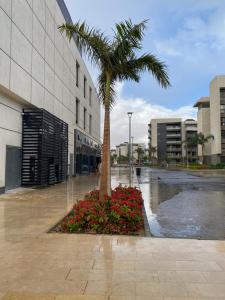 a palm tree and flowers in front of a building at Sky bed in Madinaty