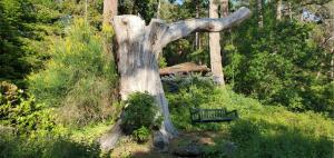 a tree stump with a bench in front of it at Valhalla The Nest in Vesuvius +30 photos