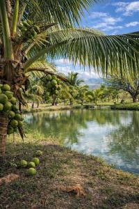 a bunch of green fruit hanging from a palm tree at Hotel Termaland in Atiquizaya