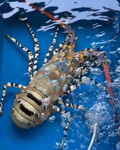an octopus in the water with a chain at K's Beach Resort in Lovina