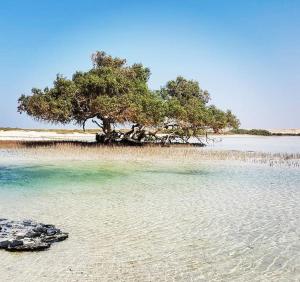 a tree in the middle of a beach with water at Grand Plaza Apartment in Marsa Alam City
