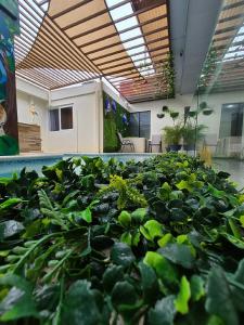 a room filled with lots of green plants at Hotel Sueños in San Salvador