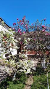 two trees with pink and white flowers in front of a building at Bistrički mir - Rustic House in Petrovac na Mlavi