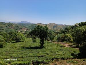a tree in a field with mountains in the background at Leaf mountain view holidays rooms in Vagamon