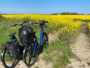 a bike parked in front of a field of yellow flowers at Appartementhaus Ostseeresidenz in Heiligenhafen