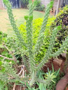 a large green cactus in a garden at 38 stay in eMalahleni