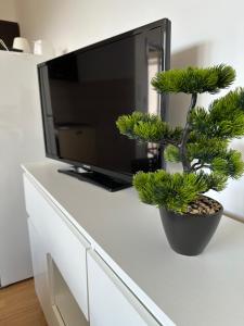 a pine tree sitting on top of a tv at Apartman Zlata in Buzdohanj