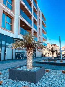 a palm tree in front of a building at Amber Seaside Apartment - Luxury Apartment with Balcony and Parking in Gdansk in Gdańsk
