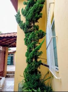 a green plant growing on the side of a building at POUSADA GRACAS in Cachoeira Paulista