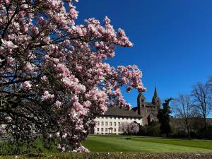 a tree with pink flowers in front of a building at Weserfeeling Apartment in Höxter in Höxter
