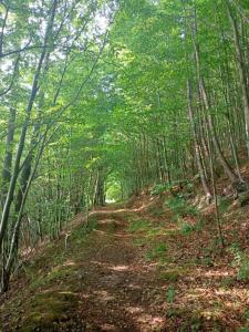 a dirt trail in a forest with trees at Lastovička in Ihráč +15 photos