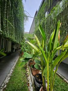 a row of plants in a garden at Rumah Tropis - Lantai 1, single room in Parit