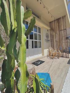 a large green plant sitting next to a patio at The Happinesst بيت فرح in Anfah