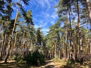 a forest of tall trees with a blue sky in the background at Alte Gärtnerei in Blankenburg