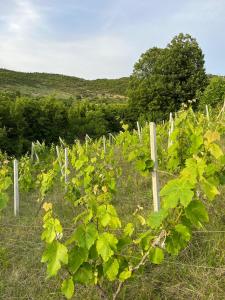 a vineyard with green plants and a fence at Bodini Mountain House in Peqin