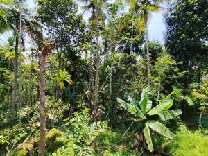 a forest with palm trees and lush green vegetation at Spice Garden Clove Villa in Batheri